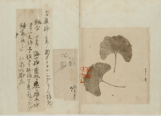 feuille de ginko bien être soin des sens